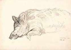 A Wild Boar, Asleep Or Dead by James Ward