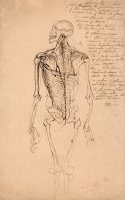 Drawing of a Man's Skeleton by James Ward