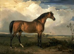 Eagle, a Celebrated Stallion by James Ward