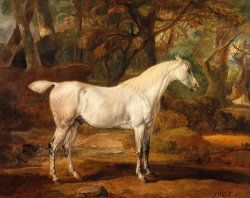 Grey Arabian Stallion, The Property of Sir Watkin Williams Wynn by James Ward