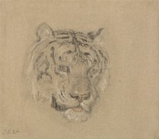 Head of a Tiger by James Ward