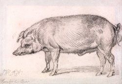 Hereford Boar by James Ward