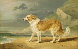 Rough-coated Collie by James Ward