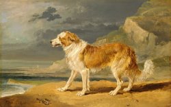 Rough Coated Collie by James Ward