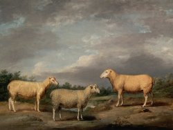 Ryelands Sheep, The King's Ram, The King's Ewe And Lord Somerville's Wether by James Ward