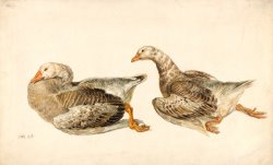 Studies of Geese by James Ward
