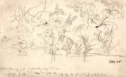 Studies of Plants, August 2, 1815 by James Ward