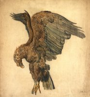 Study of a Plunging Eagle by James Ward