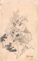 Study of a Thistle by James Ward