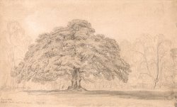 The Beggar's Oak, Bagot's Park, Aug. 12th, 1820 by James Ward