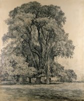 Elm trees in Old Hall Park by John Constable