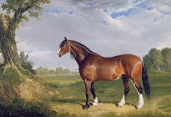 A Clydesdale Stallion by John Frederick Herring Snr
