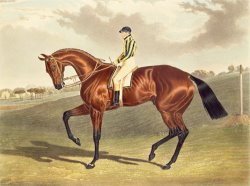 Bay Middleton Winner of the Derby in 1836 by John Frederick Herring Snr