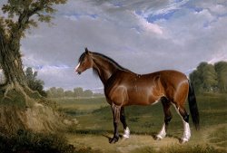 A Clydesdale Stallion by John Frederick Herring