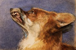 Head of a Fox by John Frederick Lewis