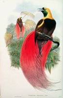 Bird of Paradise by John Gould