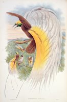 Bird Of Paradise by John Gould