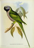 Parakeet by John Gould