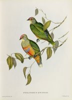 Ptilinopus Ewingii by John Gould