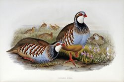 Red Legged Partridges by John Gould
