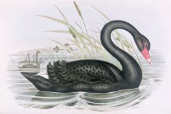 The Black Swan by John Gould