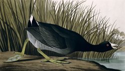 American Coot From Birds of America 1835 by John James Audubon