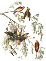American Crossbill by John James Audubon