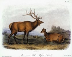 American Elk 1846 by John James Audubon