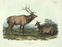 American Elk by John James Audubon