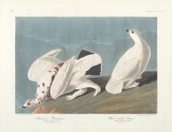 American Ptarmigan by John James Audubon