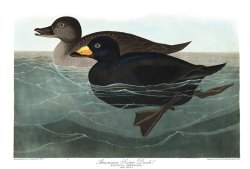American Scoter Duck by John James Audubon