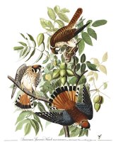 American Sparrow Hawk by John James Audubon