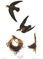 American Swift by John James Audubon