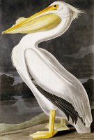 American White Pelican by John James Audubon