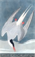 Arctic Tern by John James Audubon