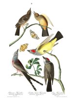 Arkansaw Flycatcher, Swallow Tailed Flycatcher, Says Flycatcher by John James Audubon