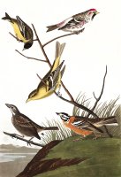Arkansaw Siskin, Mealy Red Poll, Louisiana Tanager, Townsend's Finch, Buff Breasted Finch by John James Audubon
