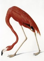 Audubon American Flamingo by John James Audubon