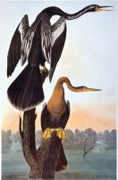 Audubon Anhinga by John James Audubon