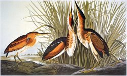 Audubon Bittern by John James Audubon
