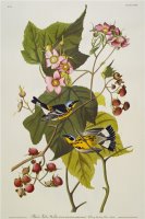 Audubon Black And Yellow Warbler Magnolia Warbler by John James Audubon