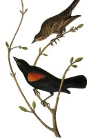 Audubon Blackbird by John James Audubon
