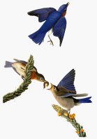 Audubon Bluebird by John James Audubon