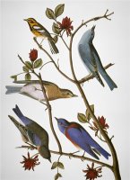 Audubon Bluebirds by John James Audubon