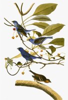 Audubon Bunting 1827 38 by John James Audubon