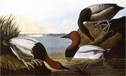 Audubon Canvasback 1827 by John James Audubon