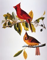 Audubon Cardinal by John James Audubon