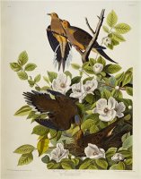 Audubon Carolina Turtledove Mourning Dove by John James Audubon