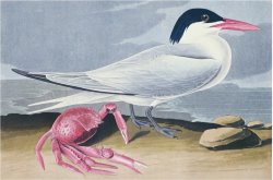 Audubon Cayenne Tern by John James Audubon