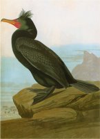 Audubon Cormorant by John James Audubon